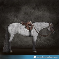 Horse Color:Smoky Blue Roan
