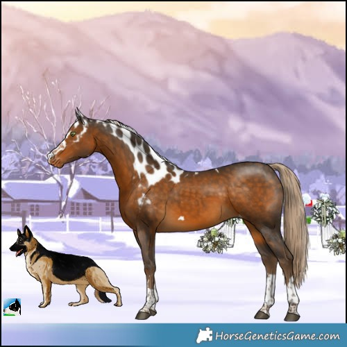 Horse Color:Chocolate Palomino Skewed Appaloosa