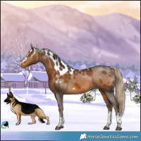 Horse Color:Chocolate Palomino Skewed Appaloosa 
