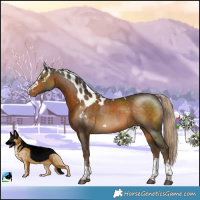 Horse Color:Chocolate Palomino Skewed LP Spotted 