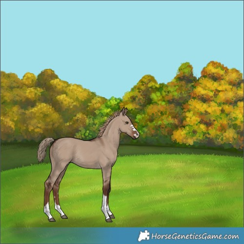 Horse Color:Liver Red Dun Rabicano 
