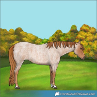 Horse Color:Red Roan
