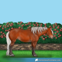 Horse Color:Silver Brown 