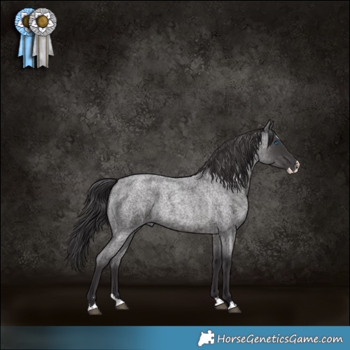 Horse Color:Smoky Blue Roan Splash 