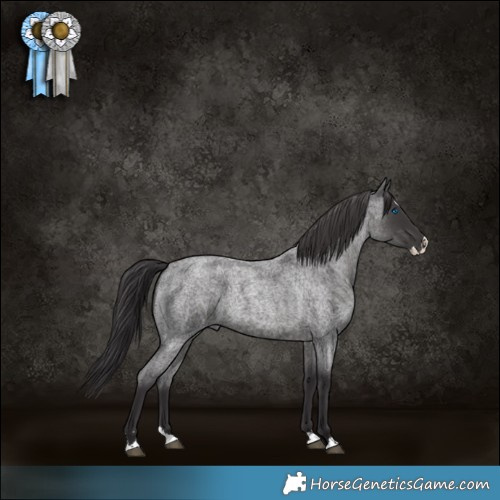 Horse Color:Smoky Blue Roan Splash 
