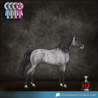 Horse Color:Smoky Blue Roan Splash 