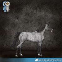 Horse Color:Smoky Blue Roan Splash 