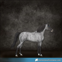 Horse Color:Smoky Blue Roan Splash 