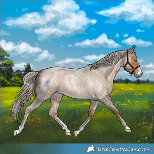 Horse Color:Chocolate Palomino Roan 