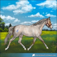Horse Color:Chocolate Palomino Roan 