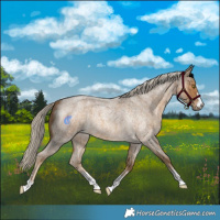 Horse Color:Chocolate Palomino Roan