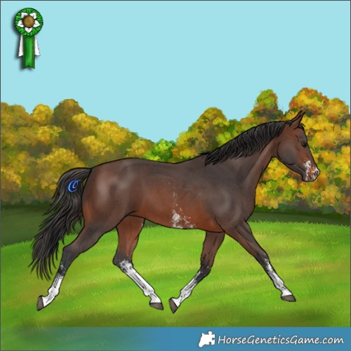 Horse Color:Brown Sabino 