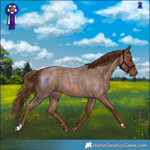 Horse Color:Red Roan