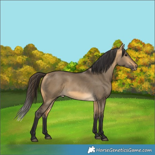 Horse Color:Buckskin Dun Rabicano 