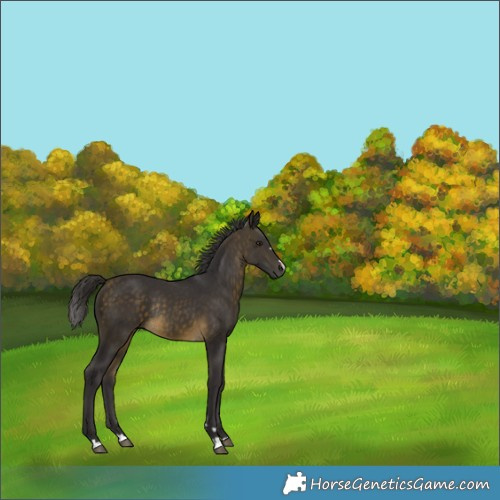 Horse Color:Buckskin Rabicano 