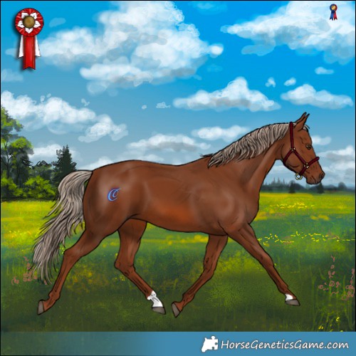 Horse Color:Chestnut 