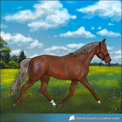 Horse Color:Chestnut 