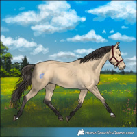 Horse Color:Buckskin 