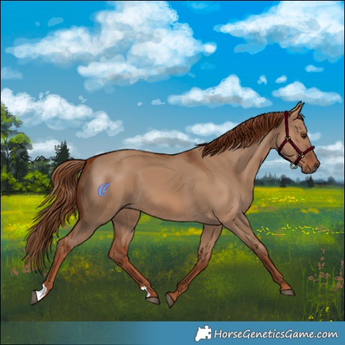 Horse Color:Red Dun 