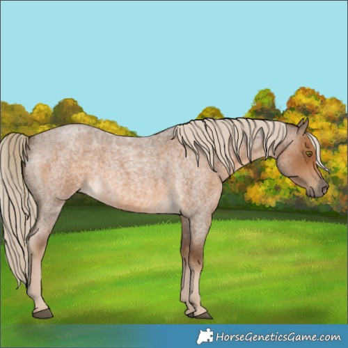 Horse Color:Chocolate Palomino Roan 