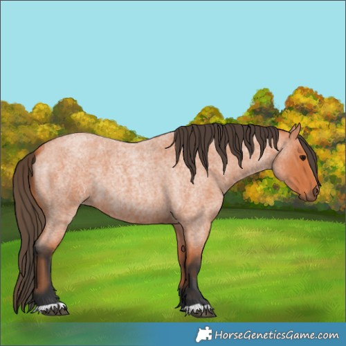 Horse Color:Bay Roan 