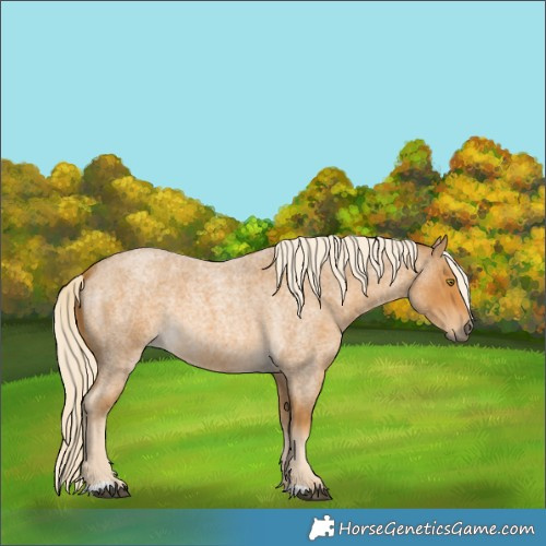 Horse Color:Palomino Roan 