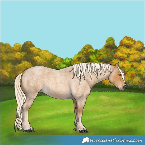 Horse Color:Palomino Roan 