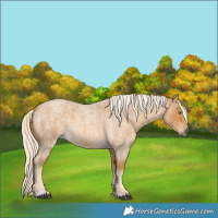 Horse Color:Palomino Roan