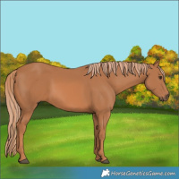Horse Color:Chestnut 