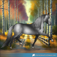 Horse Color:Gray Black 