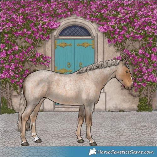 Horse Color:Chocolate Palomino Roan 