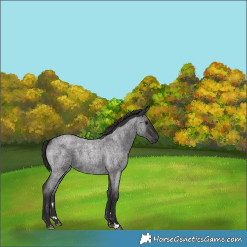 Horse Color:Smoky Blue Roan