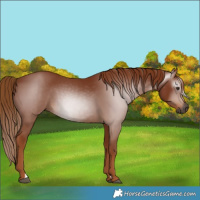 Horse Color:Gray Chestnut 