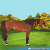Horse Color:Bay 