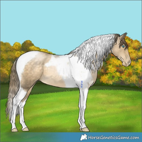 Horse Color:Buckskin Pearl Tobiano 