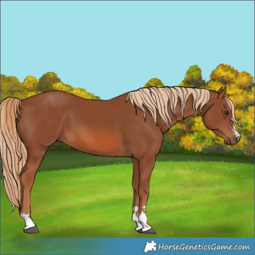 Horse Color:Chestnut 