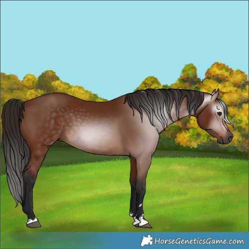 Horse Color:Gray Bay 