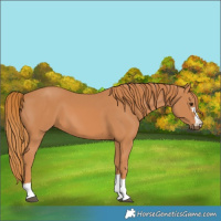 Horse Color:Chestnut 