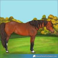 Horse Color:Bay 