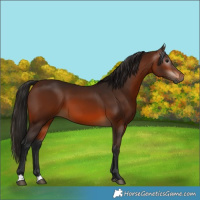 Horse Color:Gray Bay 