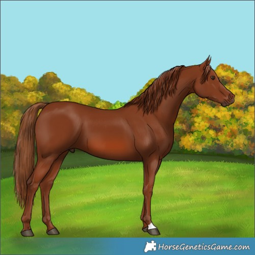 Horse Color:Chestnut 