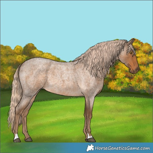 Horse Color:Chocolate Palomino Roan 