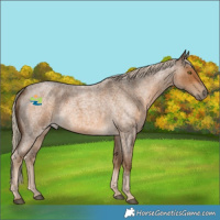 Horse Color:Chocolate Palomino Roan 