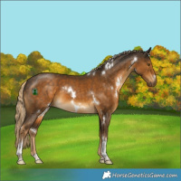 Horse Color:White Spotted Chocolate Palomino Tobiano Rabicano
