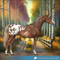 Horse Color:Chestnut Appaloosa 