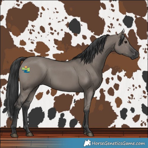 Horse Color:Grullo Rabicano 