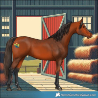 Horse Color:Bay 