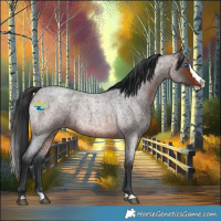 Horse Color:Brown Roan Splash 