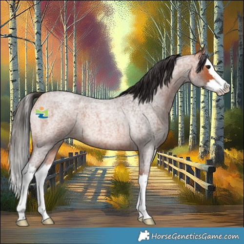 Horse Color:Bay Roan Splash