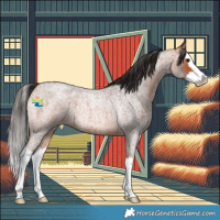 Horse Color:Bay Roan Splash 